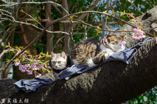 20190313-_DSC3189-2.jpg