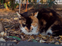 120203~_2035635-a.jpg