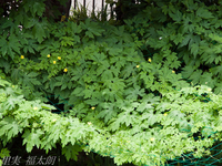 120804~_2045267.jpg