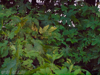 120815~_2155677.jpg