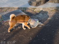 130109~20130109-_A090245-a.jpg