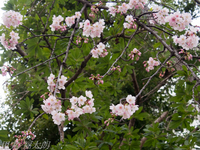 130310~20130310-_A100077-a.jpg