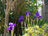130422~20130422-_A220057-a.jpg