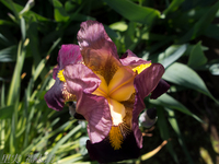 130429~20130429-_A290134-a.jpg