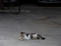 130622~20130622-_A220513-a.jpg