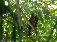 130709~20130709-_A090159-a.jpg