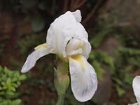 20090126.jpg