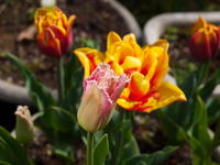 201004070.jpg