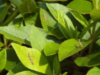 201006006.jpg