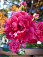 201006012.jpg