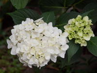 201006026.jpg