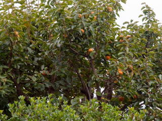 2010100009.jpg