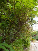 6401109-0009.jpg