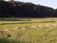 6401110-0012.jpg